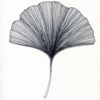 rooftopginkgo